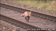 foxonrailwayfleeingSeavingtonFHhounds3-9-11.jpg