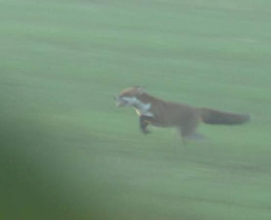 BlackmoreFHHuntedfoxEscaped1-11-17.jpg