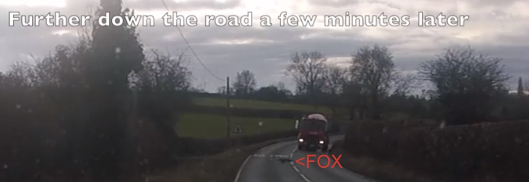 GraftonFHHuntedfoxacrossRoad19-1-19.jpg GraftonFHHuntedfoxacrossRoad19-1-19.jpg