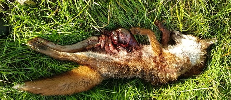 N.CotswoldFHFoxcorpse13-9-19.jpg