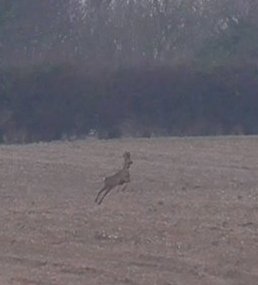 N.NorfolkHarriersHarefleeing3-2-18.jpg