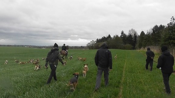 RossHarriersSabswithHunt25-2-17.jpg RossHarriersSabswithHunt25-2-17.jpg